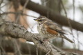 Drodzik (Turdus iliacus)