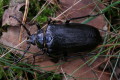 Dyl garbarz (Prionus coriarius)