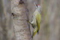 Dzicio zielonosiwy (Picus canus)