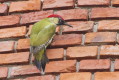 Dzicio zielony (Picus viridis)