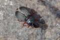 Dzier czerwononogi (Harpalus rubripes)