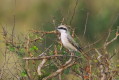 Dzierzba pustynna (Lanius isabellinus)