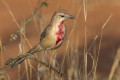 Dzierzbik czerwonogardy (Rhodophoneus cruentus)