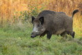 Dzik (Sus scrofa)