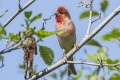 Dziwonia (Carpodacus erythrinus)