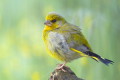 Dzwoniec (Carduelis chloris)