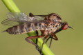 Empis borealis (Empis borealis)