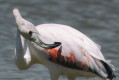 Phoenicopterus roseus