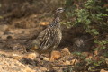 Frankolin czubaty (Dendroperdix sephaena)