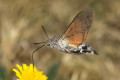 Fruczak gobek (Macroglossum stellatarum)