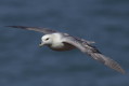 Fulmar (Fulmarus glacialis)