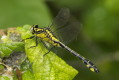 Gadziogwka pospolita (Gomphus vulgatissimus)