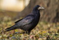 Corvus frugilegus