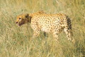 Acinonyx jubatus