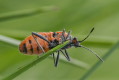 Glinik lulkarz (Corizus hyoscyami)