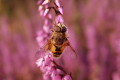 Eristalis tenax