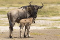 Gnu prgowane (Connochaetes taurinus)