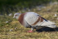 Columba livia forma urbana