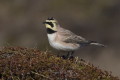 Eremophila alpestris