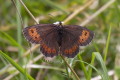 Grwka boruta (Erebia ligea)