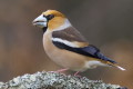 Grubodzib (Coccothraustes coccothraustes)