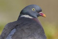 Grzywacz (Columba palumbus)