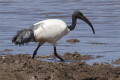 Ibis czczony (Threskiornis aethiopicus)