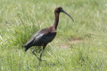 Ibis kasztanowaty (Plegadis falcinellus)