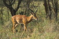 Impala (Aepyceros melampus)