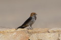 Jaskka abisyska (Cecropis abyssinica)
