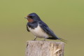 Jaskka dymwka (Hirundo rustica)