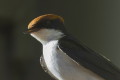 Jaskka rdzawogowa (Hirundo smithii)