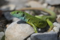 Jaszczurka zielona (Lacerta viridis)