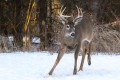 Jele wirginijski (Odocoileus virginianus)