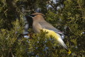 Jemiouszka cedrowa (Bombycilla cedrorum)