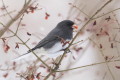 Junko (Junco hyemalis)