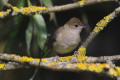 Kapturka (Sylvia atricapilla)