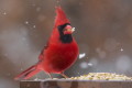 Cardinalis cardinalis