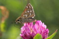 Kartek klinek (Hesperia comma)