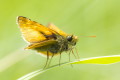 Kartek kniejnik (Ochlodes sylvanus)