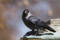 Kawka (Corvus monedula)