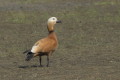 Kazarka rdzawa (Tadorna ferruginea)