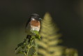 Klskawka afrykaska (Saxicola torquatus)