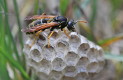 Polistes gallicus