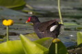 Kokoszka (Gallinula chloropus)