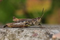 Konik ciepluszek (Chorthippus apricarius)