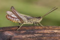 Konik osiodany (Chorthippus dorsatus)