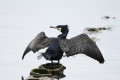 Kormoran (Phalacrocorax carbo)