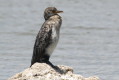 Kormoran etiopski (Microcarbo africanus)