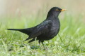 Turdus merula